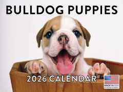 Bulldog Puppies 2026 Calendar