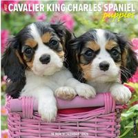 Cavalier King Charles Puppies 2026 Wall Calendar