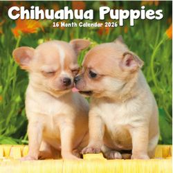 Cavalier King Charles Spaniel Puppy Calendar