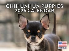 Chihuahuas Puppies 2026 Calendar