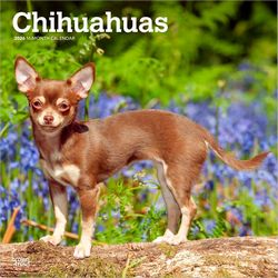 Chihuahuas 2026 Calendar