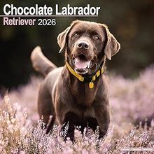 Chocolate Labrador Retriever 2026 Calendar