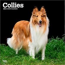 Collies 2026 Calendar