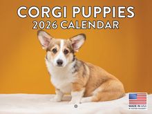 Corgi Puppies 2026 Calendar