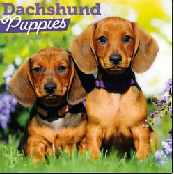 Dachshund Puppies Calendars