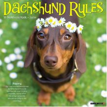 2026 Dachshund Wall Calendar