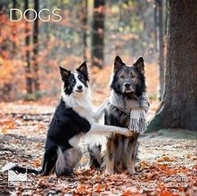 Dogs 2026 Calendar