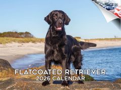 Flatcoated Retriever 2026 Calendar