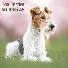 Fox Terrier Wire Haired 2025 Calendar