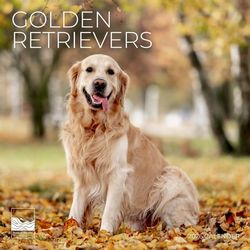 Golden Retrievers 2026 Calendar