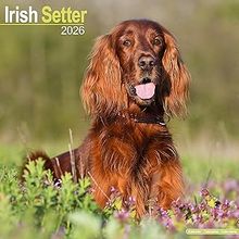 Irish Setter 2026 Calendar