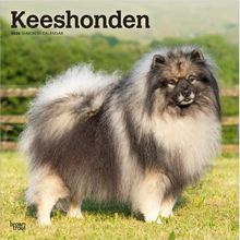 Keeshonden 2026 Calendar