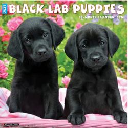 Black Lab Puppies 2026 Calendar