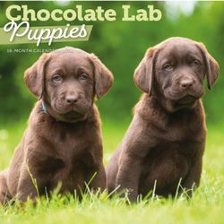 Chocolate Lab Puppy Calendar