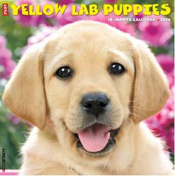 Just Yellow Lab Puppies 2026 Wall Calendar