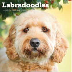 Labradoodle Calendars