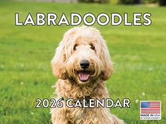 Labradoodles 2026 Calendar