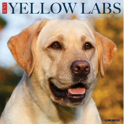 Yellow Labrador Calendars
