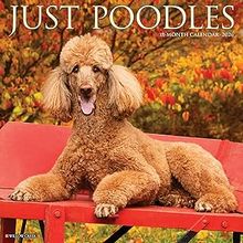 Poodles 2026 Calendar