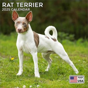 Rat Terrier 2025 Calendar