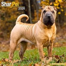 Shar Pei 2026 Calendar