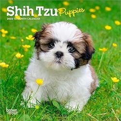 Shih Tzu Puppies 2026 Calendar