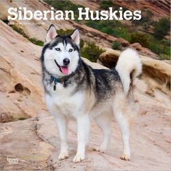 Siberian Huskies 2026 Calendar