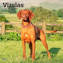Vizslas 2026 Calendar