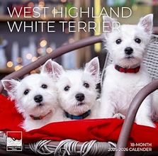 West Highland White Terrier 2026 Calendar