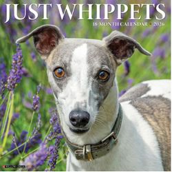 Just Whippets 2026 Wall Calendar