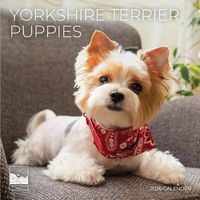 Yorkshire Terrier Puppies 2026 Calendar