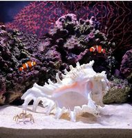Large Natural Conch Shell