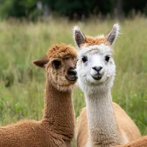 Alpacas Calendars