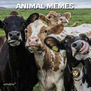 Animal Memes Calendars