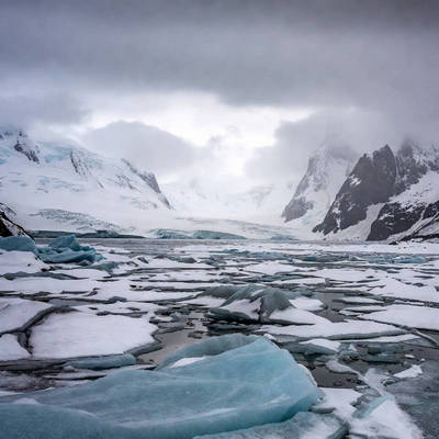 Arctic Animals Calendars
