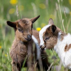 Baby Goats Calendars