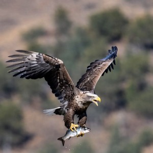 Birds of Prey Calendar
