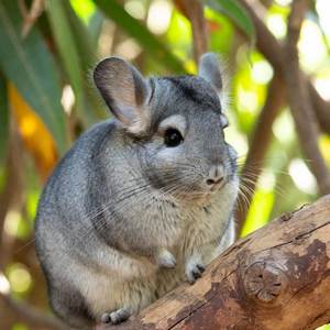 Chinchillas Calendars