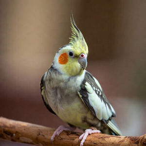 Cockatiels Calendars
