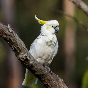 2026 Cockatoos Calendar