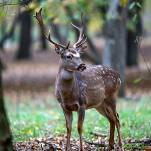 Deer and Elk Calendars