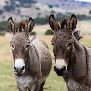 Donkeys Calendars