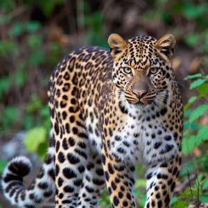 Endangered Animals Calendars