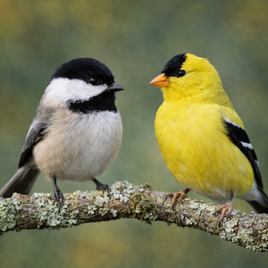 Garden Birds Calendars