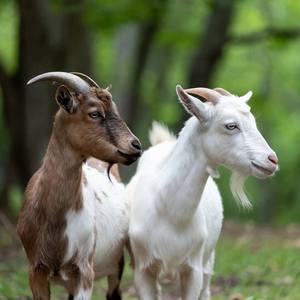 Goats Calendars