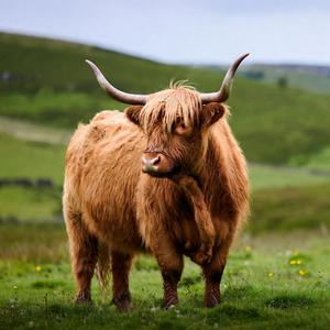 Highland Cows Calendars