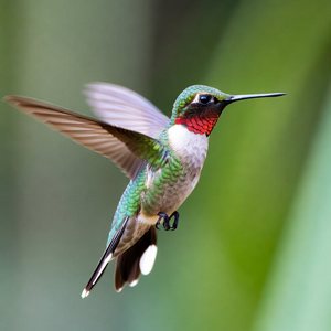 Hummingbirds Calendars