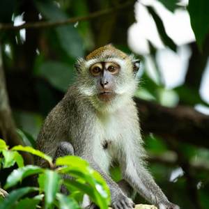 Jungle & Rainforest Animals Calendars