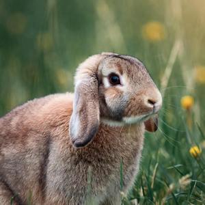 Lop-Eared Rabbits Calendars