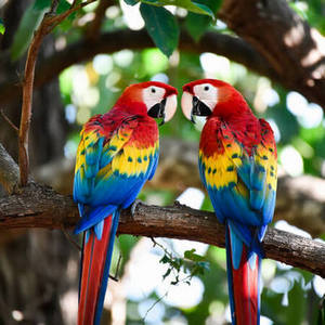 2026 Macaws Calendar